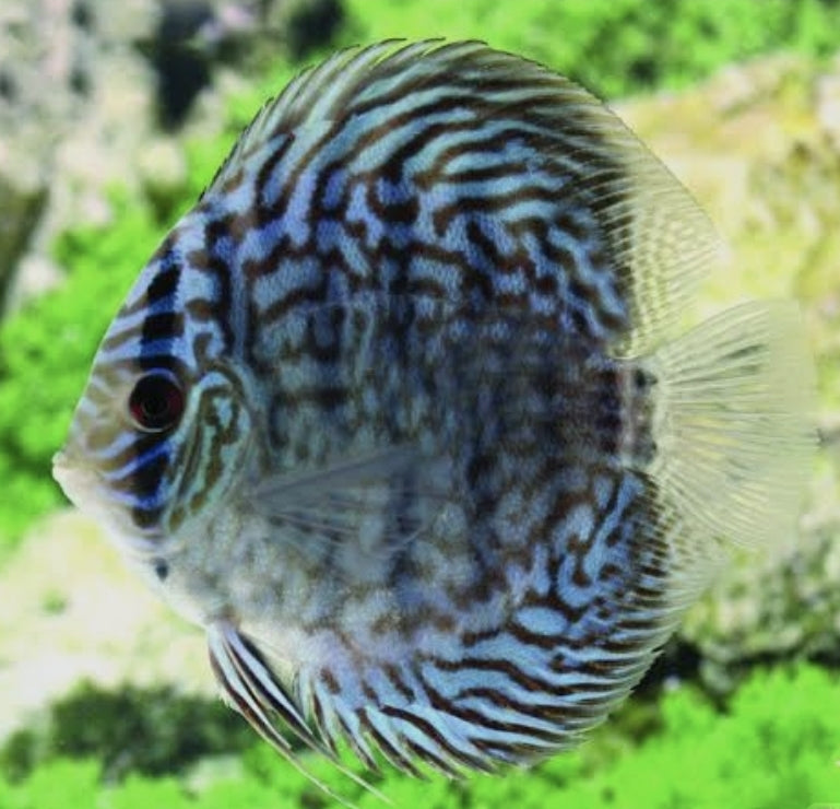 Royal Blue Discus Medium