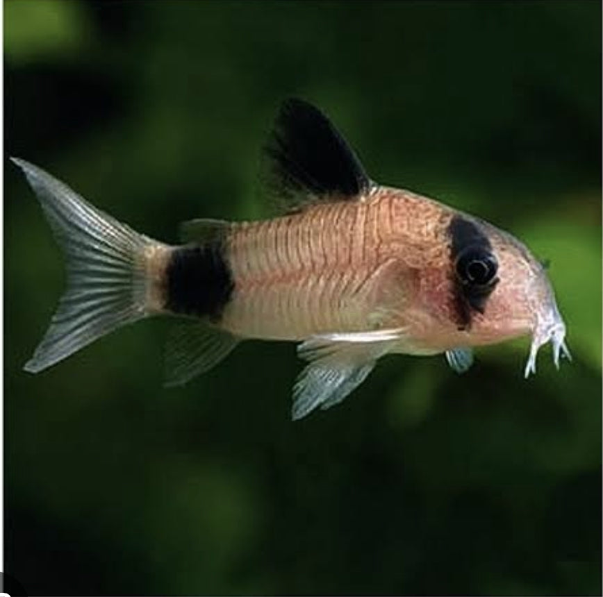 Panda Corydoras	Med