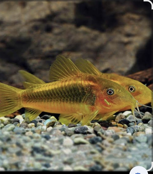 Gold Stripe Peru Corydoras	M/L