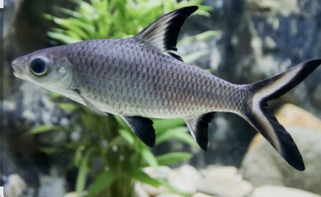 Silver Bala Shark	Med