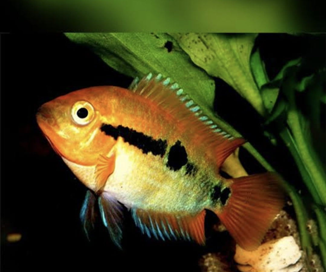 Rainbow Cichlid	Med