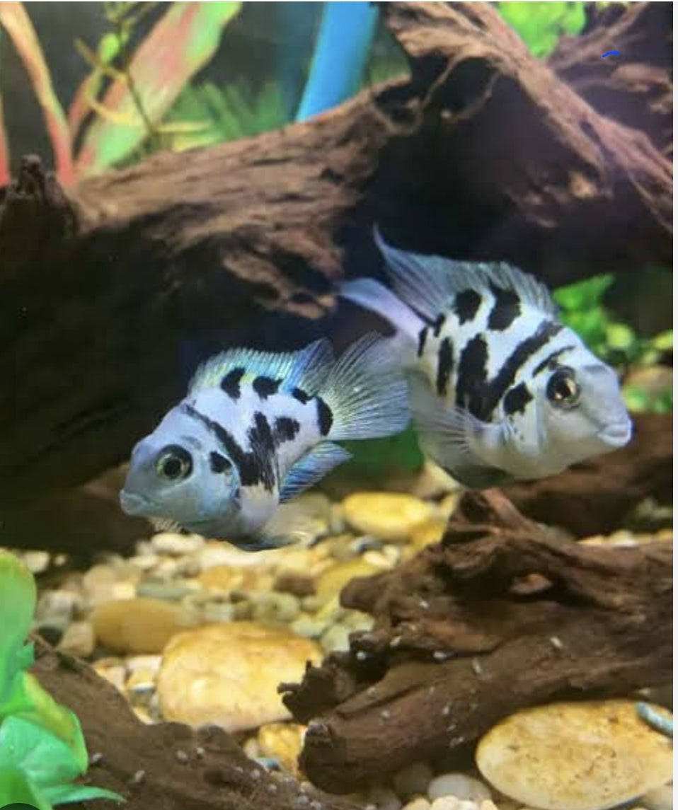 Polar Blue Parrot 	M/L