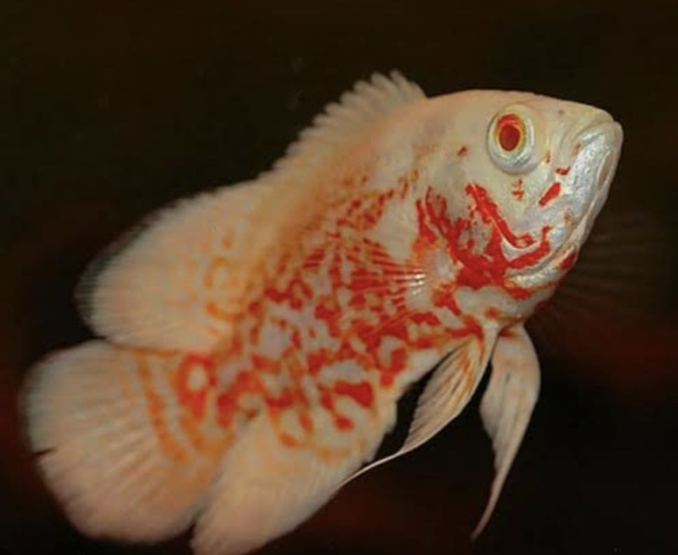 Albino Tiger Oscar	Medium