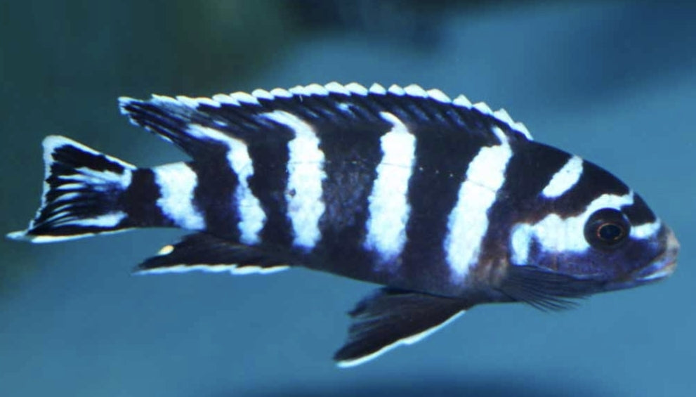 Pseudotropeus Demasoni	 medium