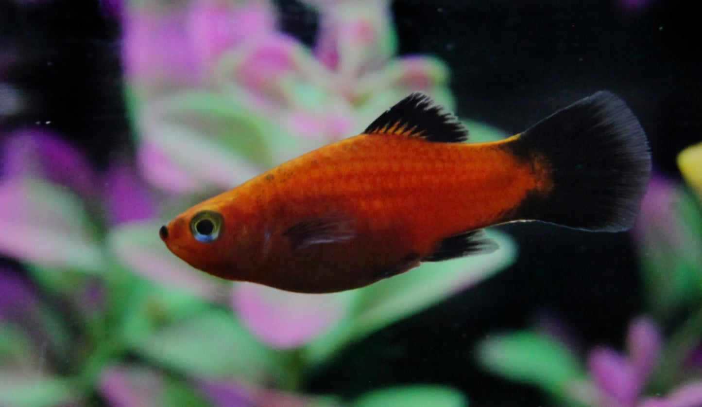 Red Wagtail Platie medium