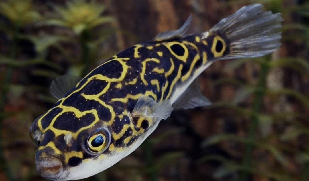 Figure 8 Puffer Large