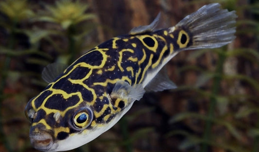 Figure 8 Puffer Large