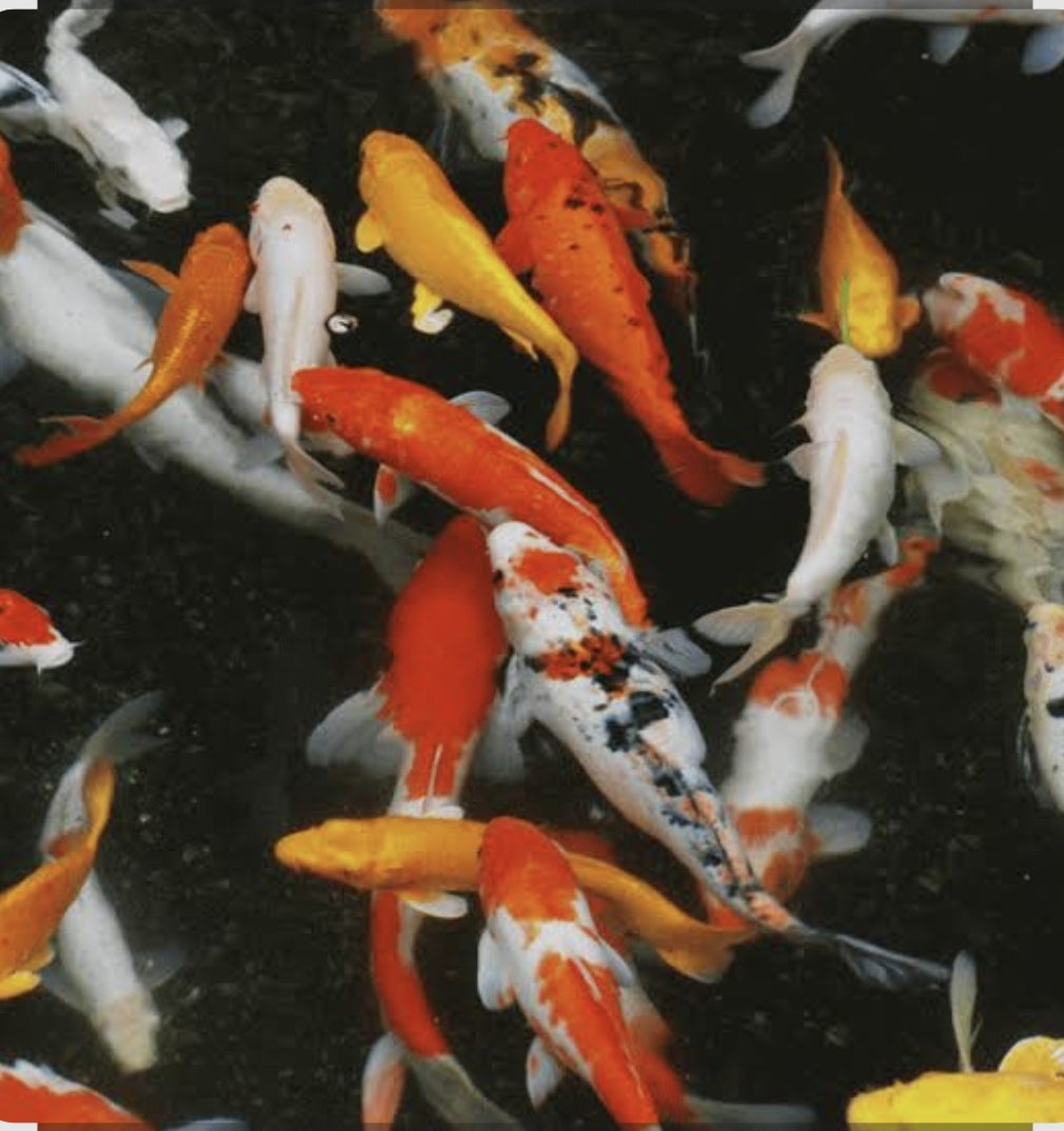 Assorted Koi 60