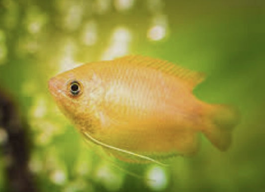 Gold Honey Dwarf Gourami Large