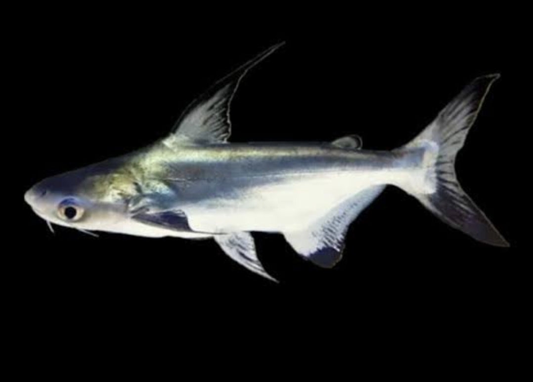 Hi-Fin Pangasius 	Med