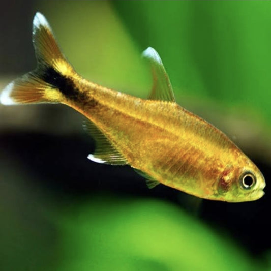 Tetra Silver Tipped	 Med