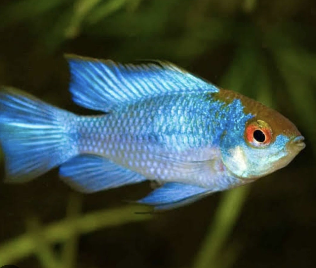 Electric Blue Ramirezi	M/L