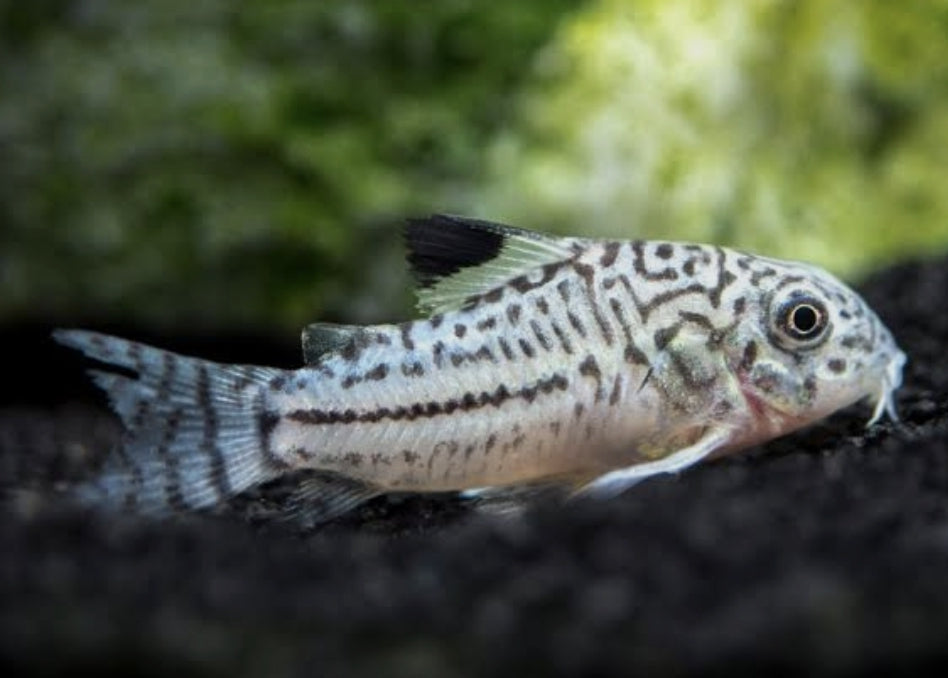 Corydoras Julii