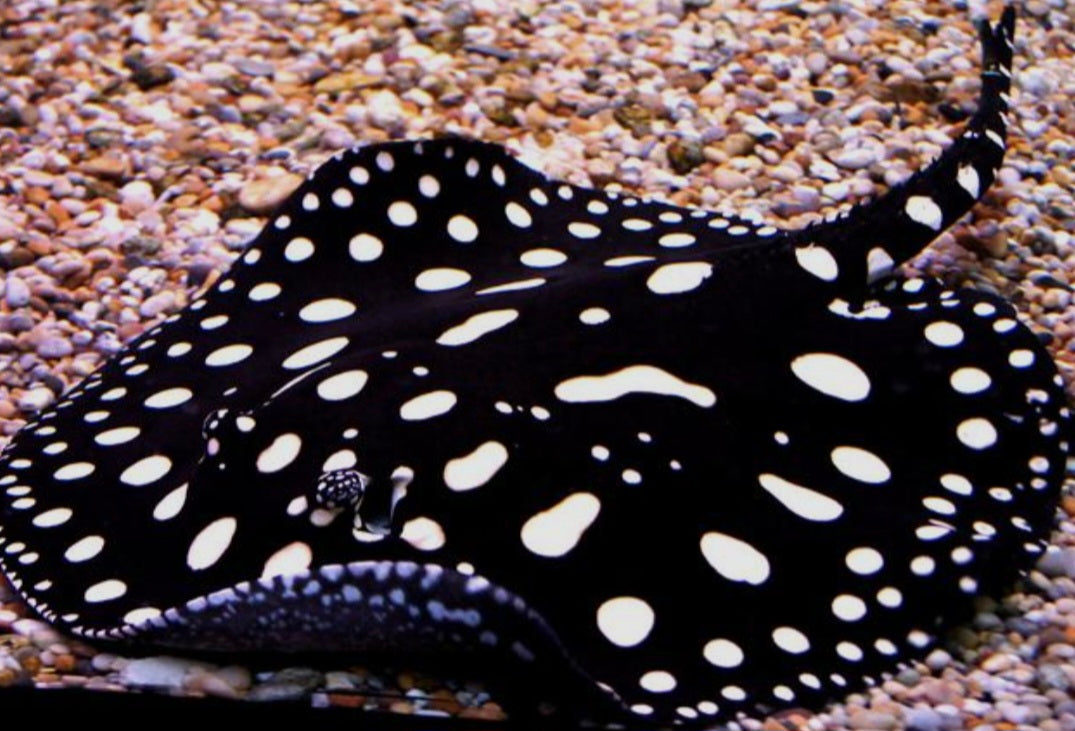 Black Diamond Stingray M/L