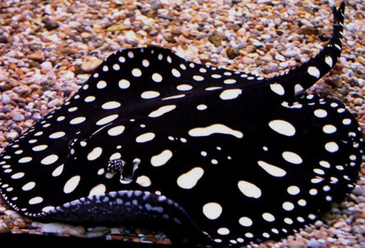 Black Diamond Stingray M/L