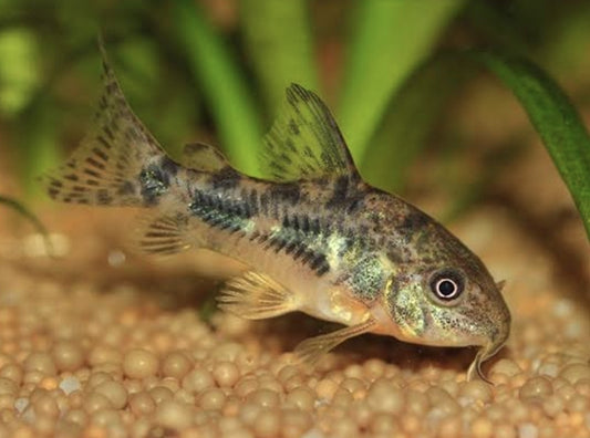Pepper Corydoras 	Med