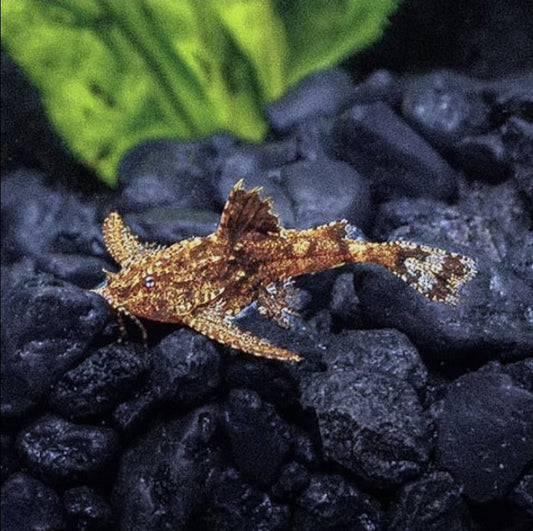 Stone Dwarf Catfish/ Erethistes Jerdo M/L