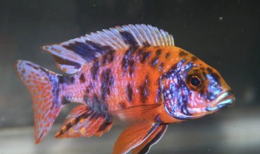 Aulonocara Mottle Peacock