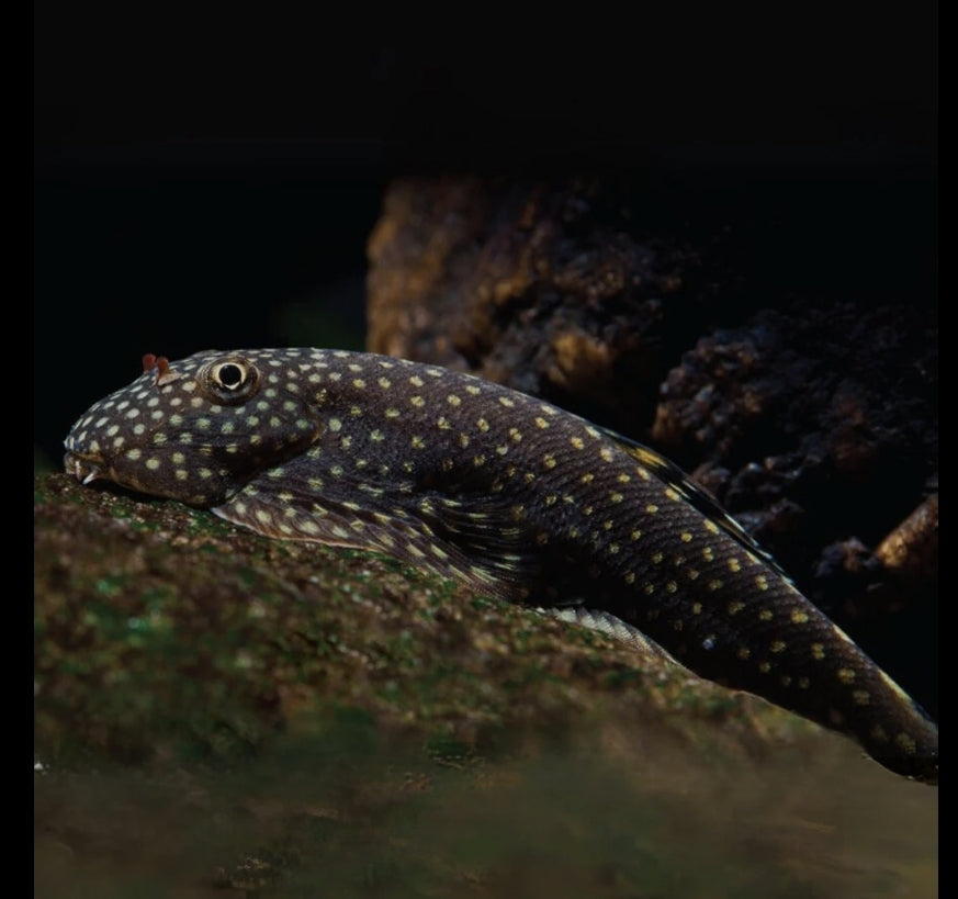 Borne Sucker/ Seweillia Lineolata M/L