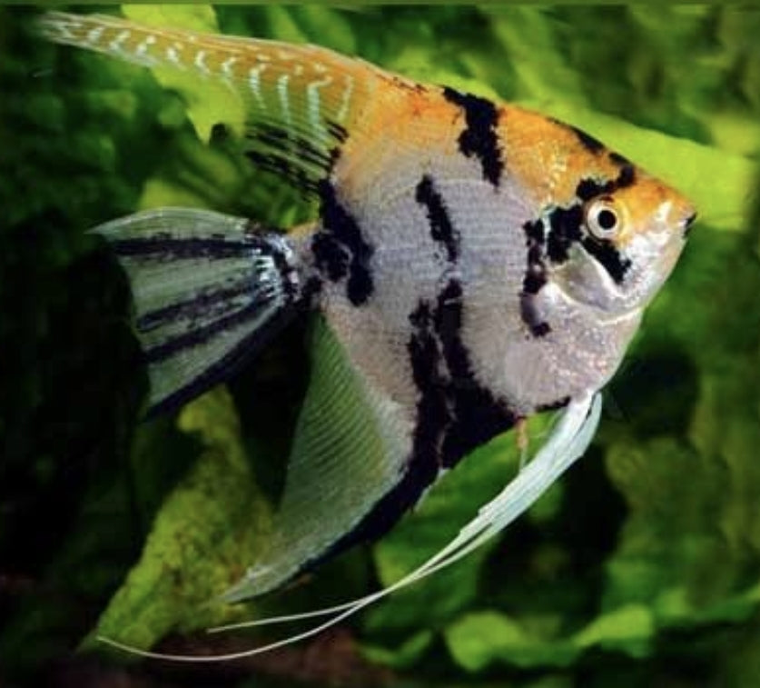 Gold Marble Angels	 M/L