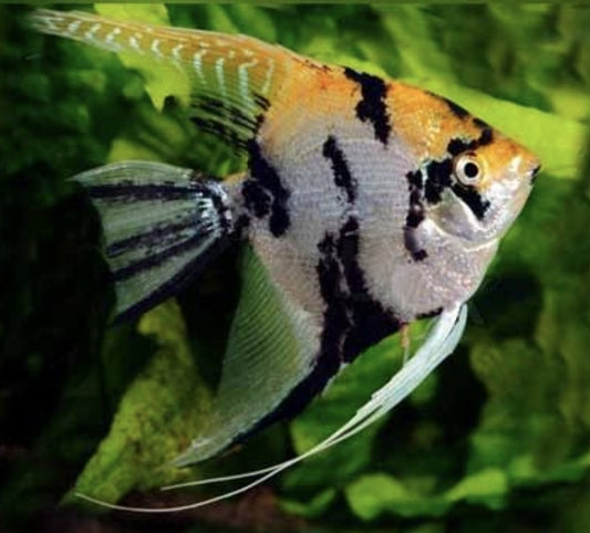 Gold Marble Angels	 M/L