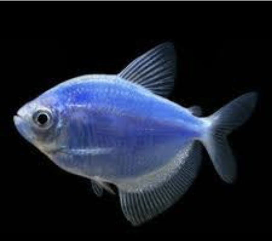 GMO - Blue Tetra	Med