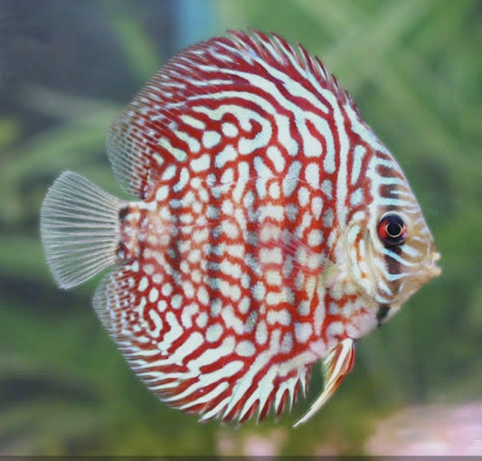 Royal Red Discus