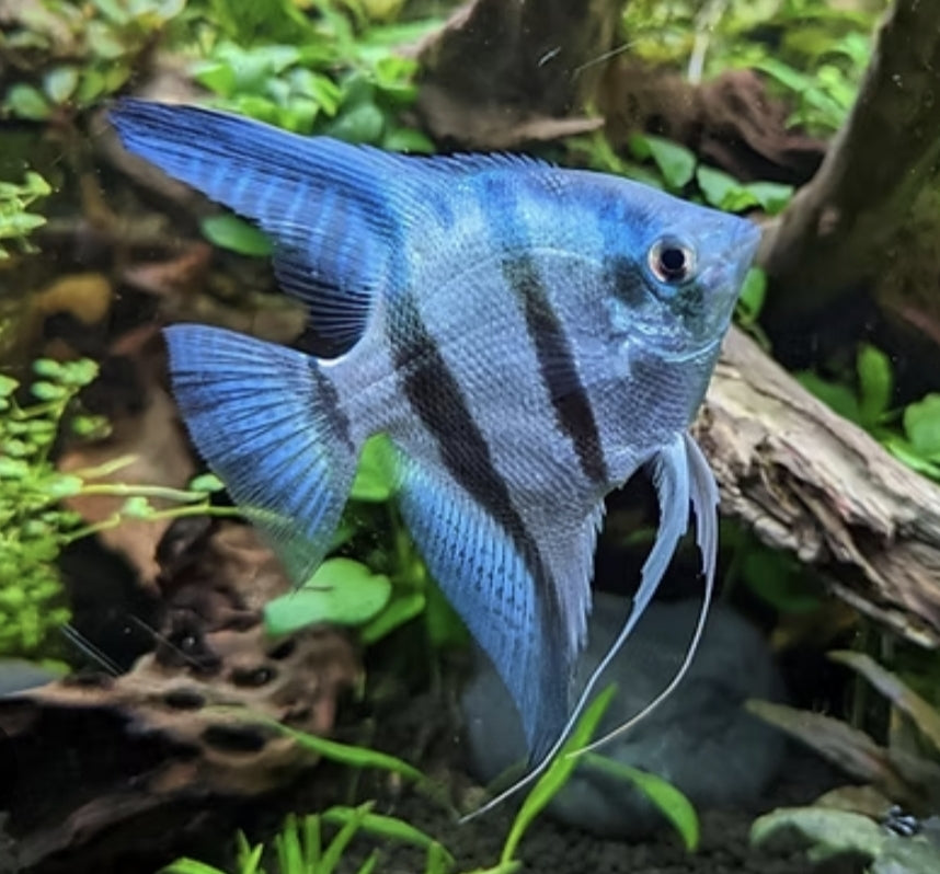 ASA Phillippine Blue Angel	 XL