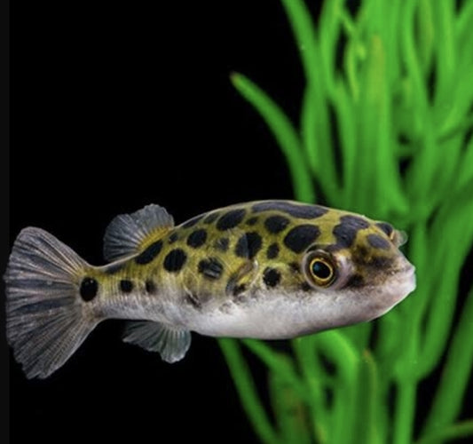 Green Spotted Puffer 	M/L