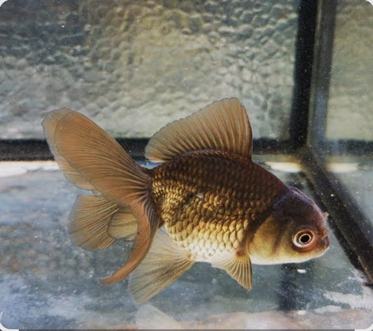 Bronze Lionhead Goldfish Large