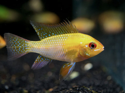 German Gold Ramirezi Medium