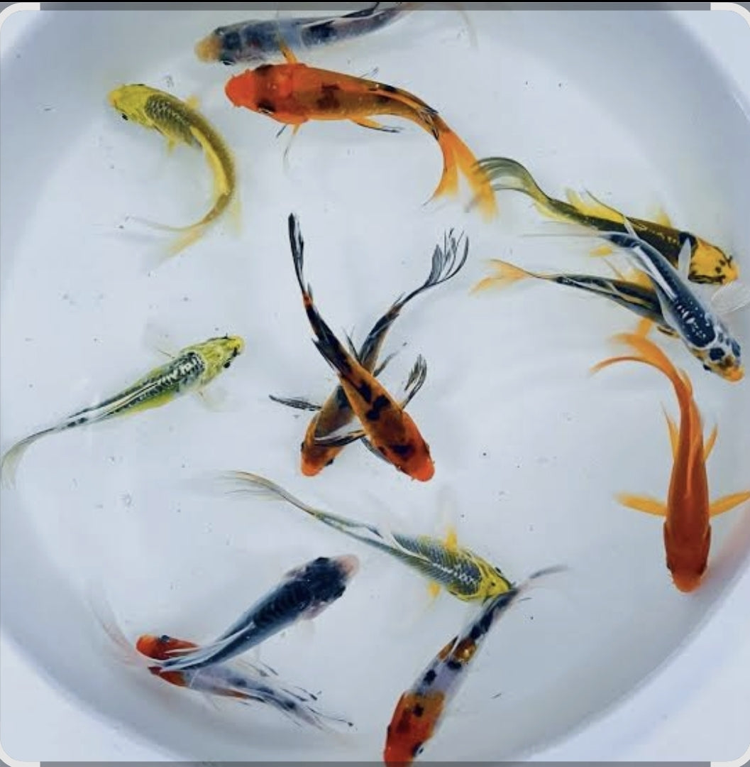 Assorted Butterfly Koi 	100