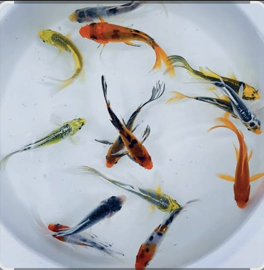 Assorted Butterfly Koi 	100