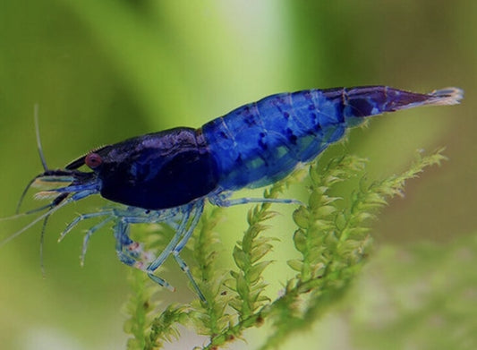 Blue Diamond	shrimp