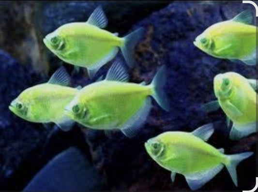 GMO - Green Tetra 	M/L