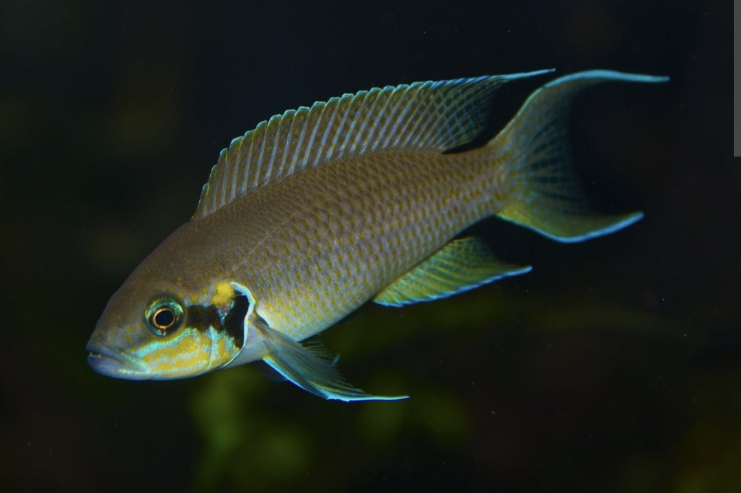 Neolamprologus Brichardi M/L