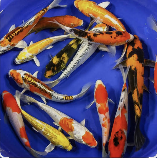 Assorted Japanese Koi 100