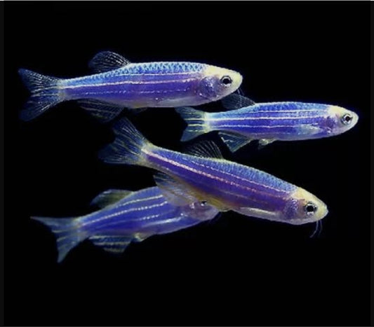 Ocean Blue Danio