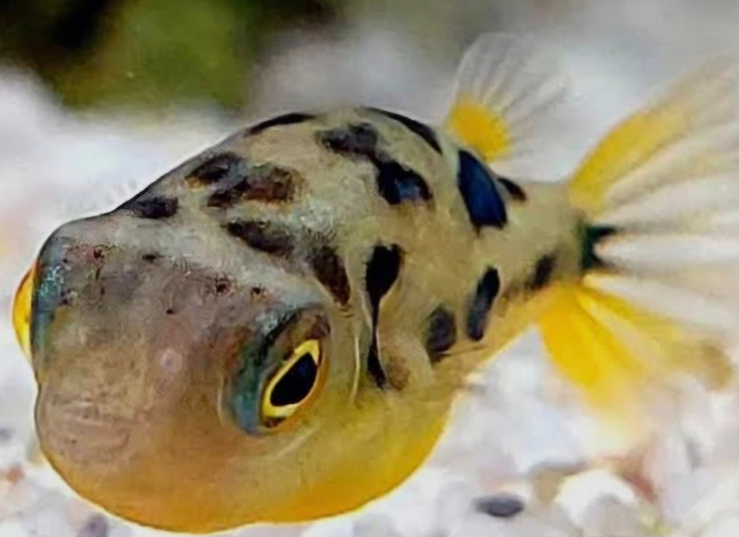Dwarf Pea Puffer M/L