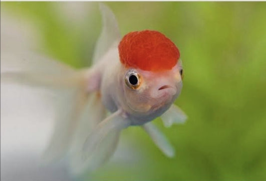 Red Cap Fantail Meduim