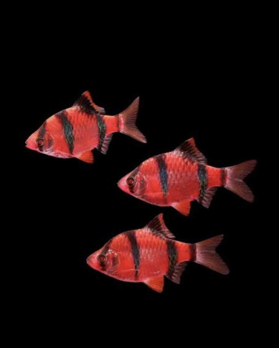 GMO - Red Tiger Barb	M/L