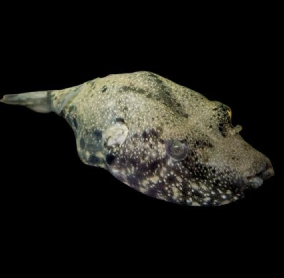 Pignose Puffer X-Large