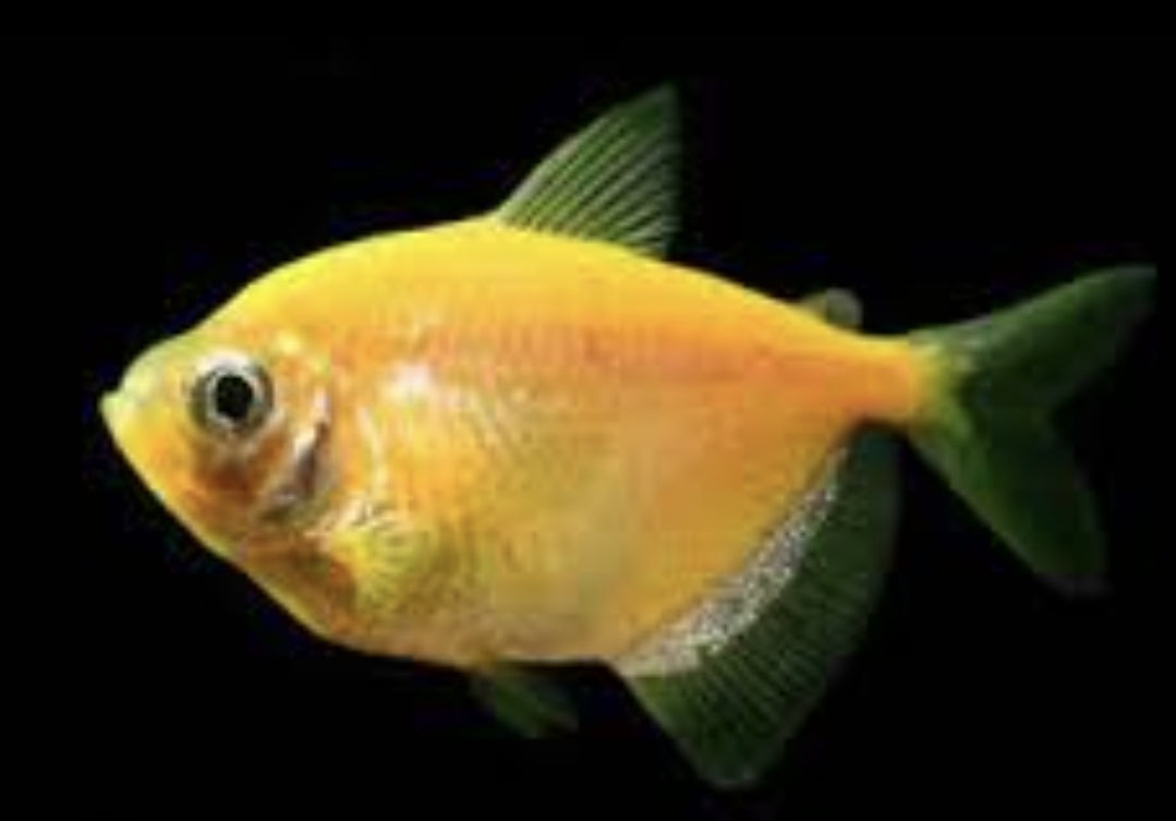 GMO - Yellow / Orange Tetra	M/L