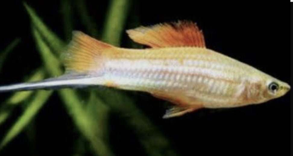 Pineapple Sword medium