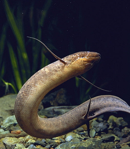 Spotted Lungfish
