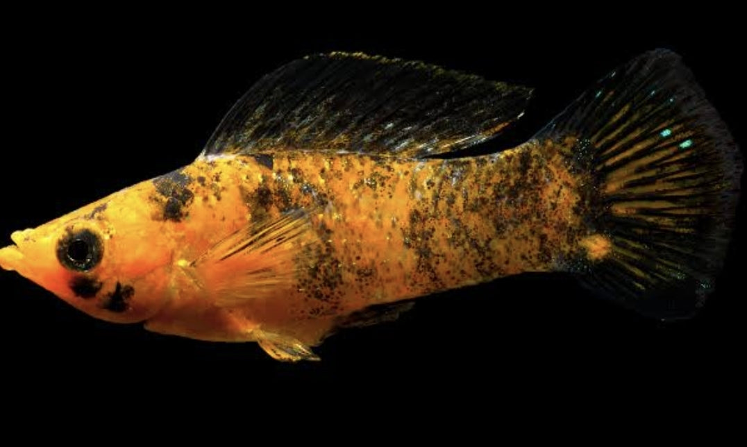 Red Leopard	Molly M/L