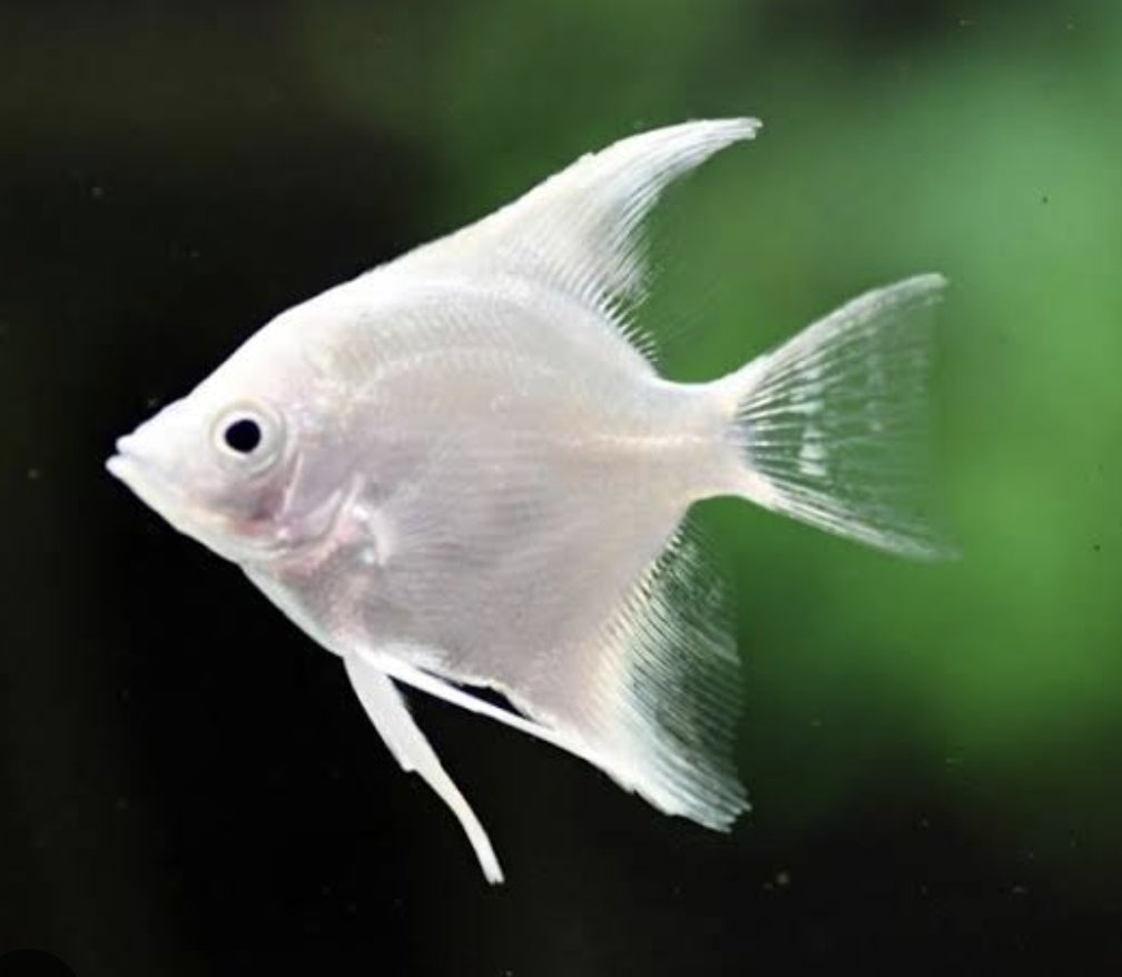 Platinum Angels	 M/L