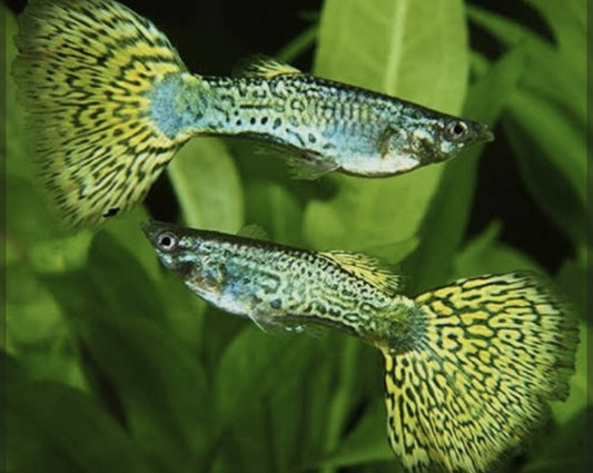 Green Cobra Male Guppy (Show)