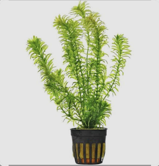 Elodea (loose stems)