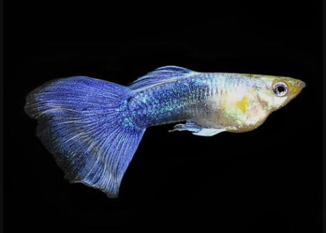Blue Turquoise male Guppy (show)